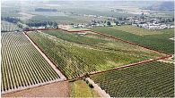 Venta agrícola sagrada familia se vende campo agricola con produccion de cerezos