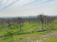 Venta agrícola machalí 24 hectareas con 9.000 alrboles de manzanas en produccion